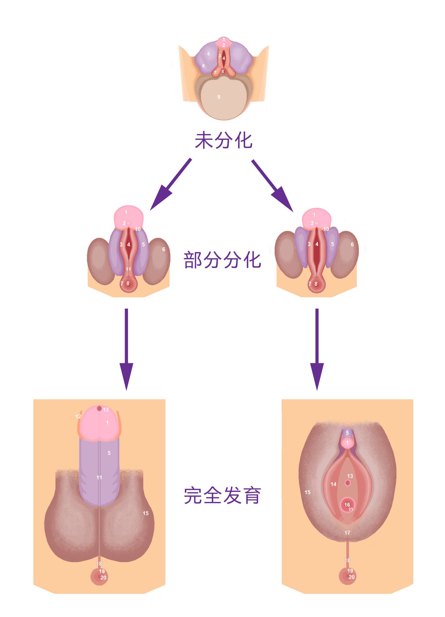 圖 15， 人類的外生殖器在胚胎時期，一開始看起來沒有區別。經過分化後才可以區分。