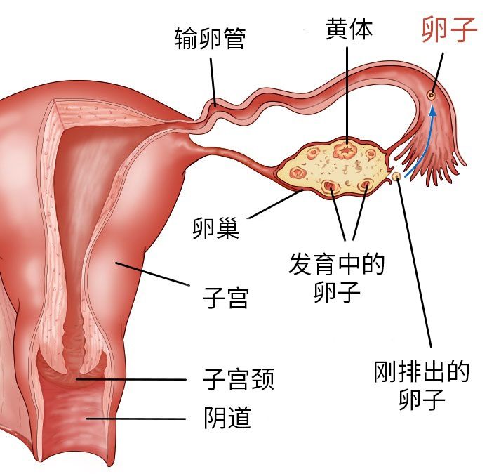 圖 7，單側的卵巢示意圖