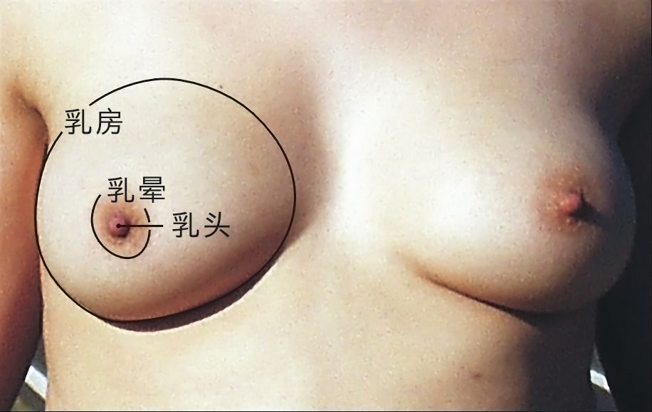 圖 5，乳頭是乳房上的突起，乳頭周圍有較深顏色的乳暈。