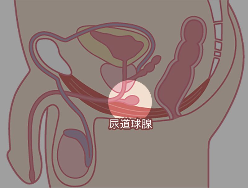 尿道球腺位於前列腺附近，可以向尿道分泌液體。