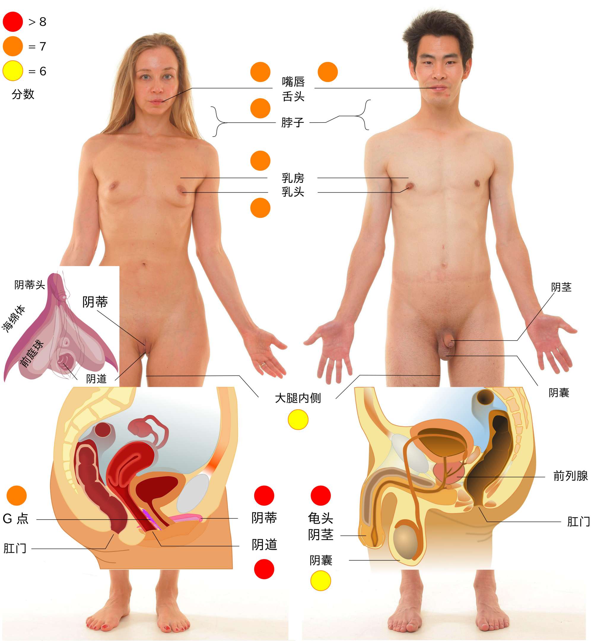 人體的主要性感帶。詳細說明請參考下文。