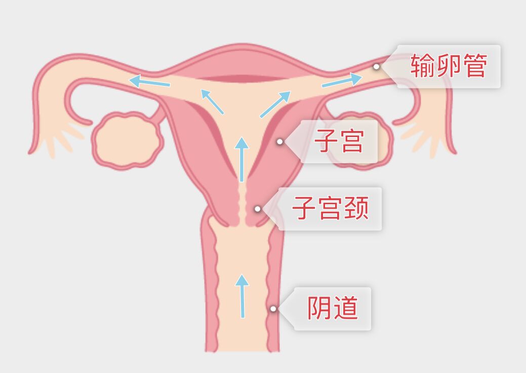 圖 1,精子途經陰道、子宮頸、子宮、輸卵管。